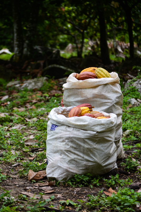 Hacienda El Milagro – sacos de cacao