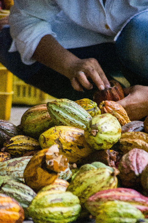 Historia del cacao Tatuy