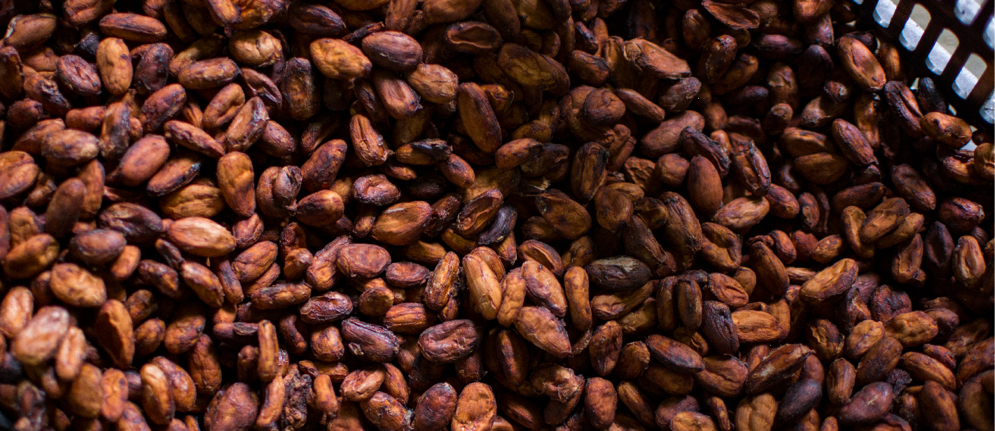 Cacao fermentado – Danza Sagrada Tatuy