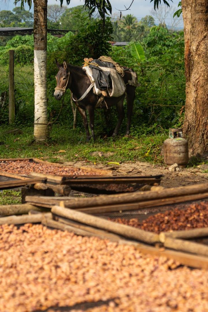 El Cacao