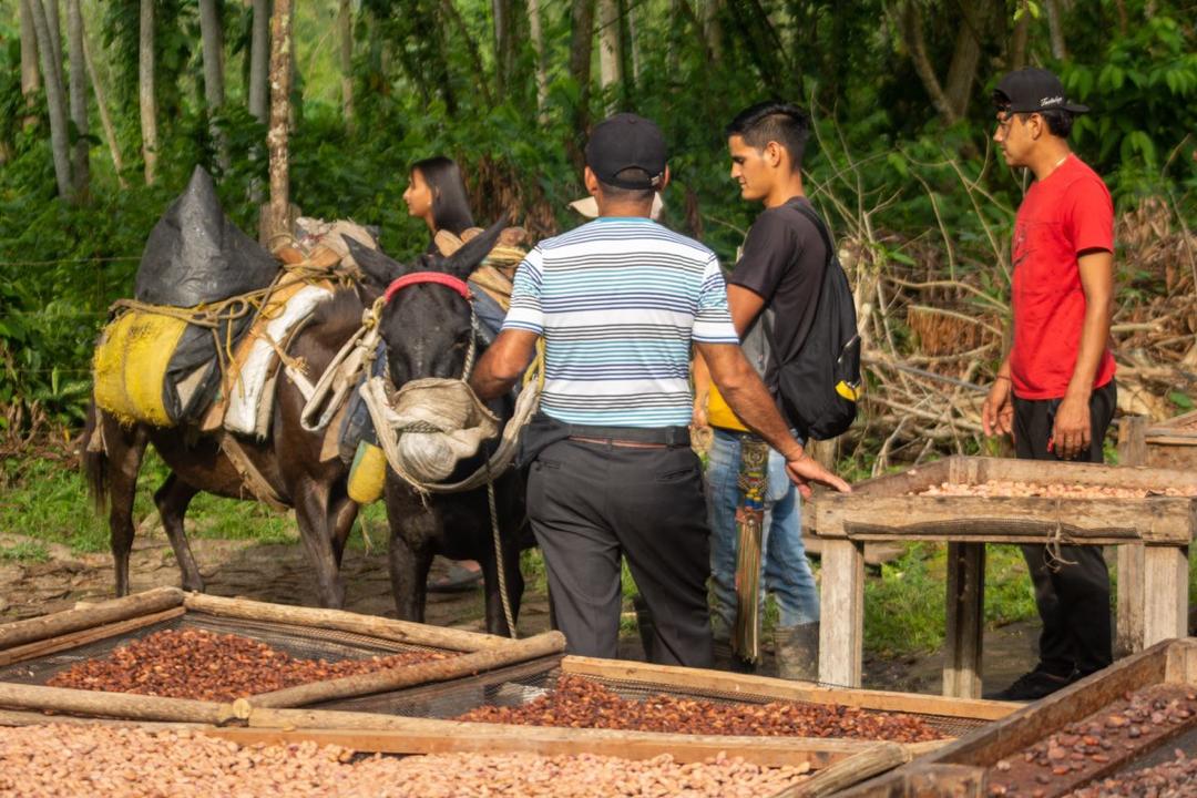 El Cacao 3